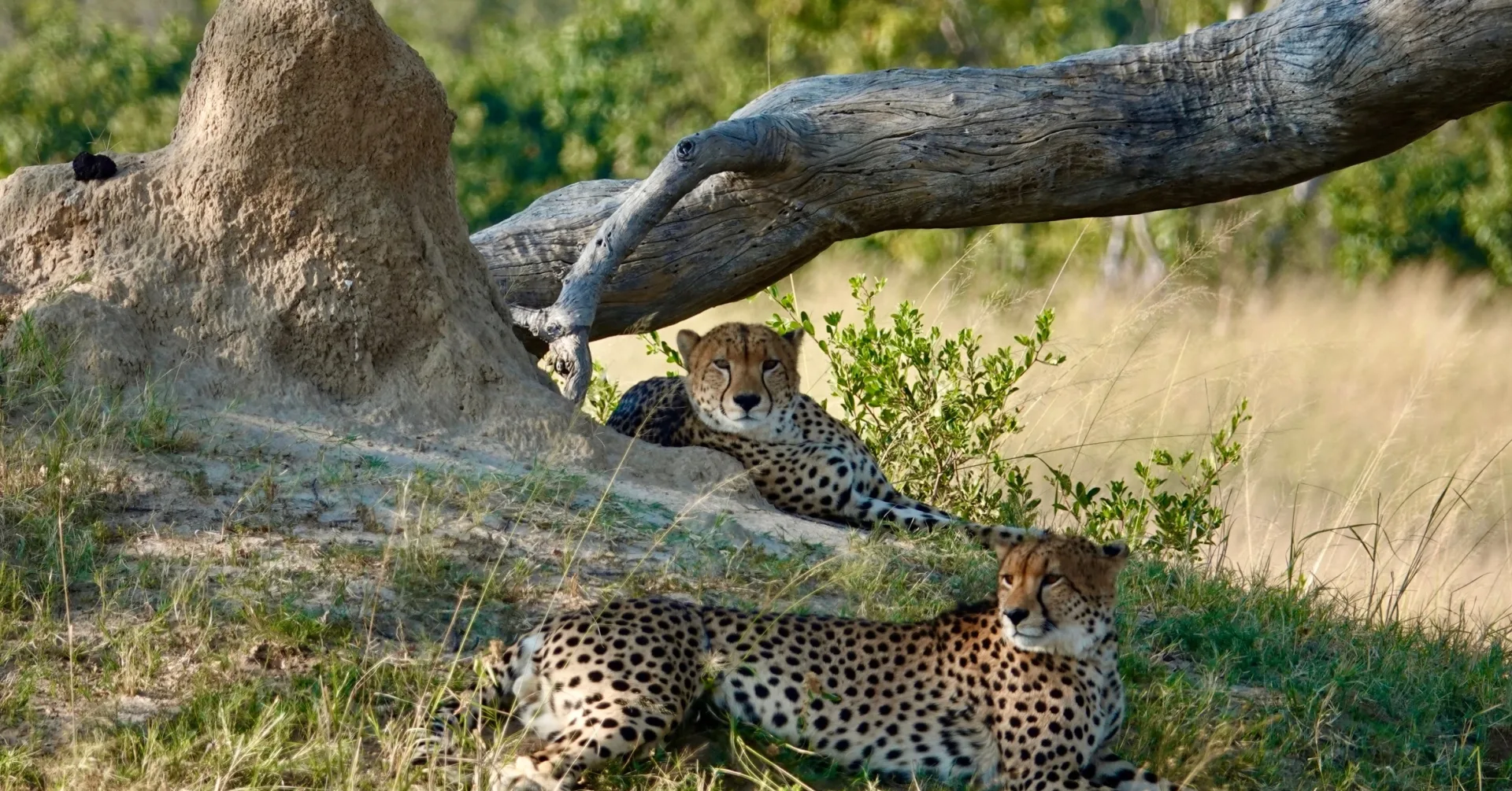 cheetah zimbabwe leonie photos